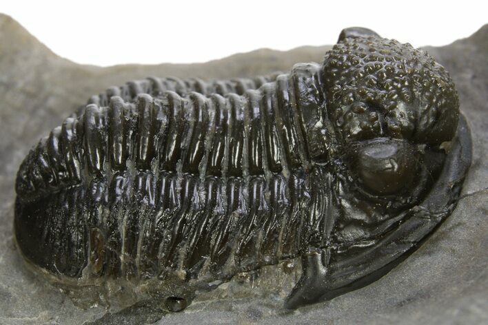 Big, Fat Gerastos Trilobite Fossil - Morocco #311058